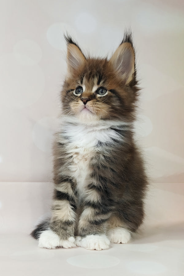 Hilton | Polydactyl Maine Coon Kitten