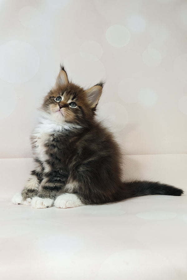 Hilton | Polydactyl Maine Coon Kitten