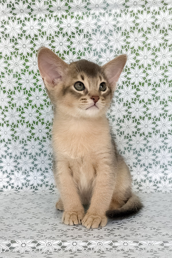 Hiron | Abyssinian Kitten