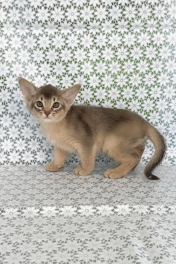 Hiron | Abyssinian Kitten