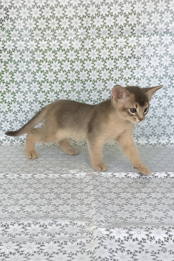 Hiron | Abyssinian Kitten