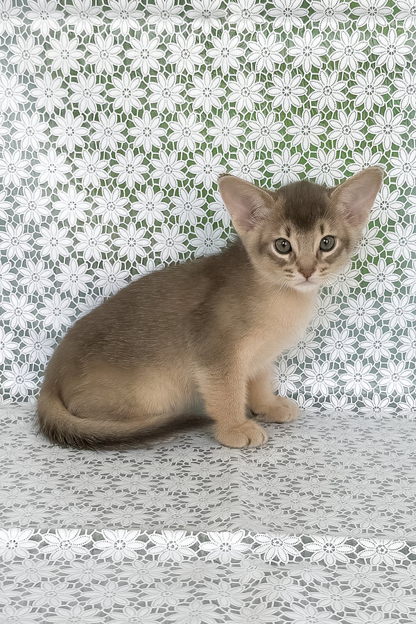 Hiron | Abyssinian Kitten