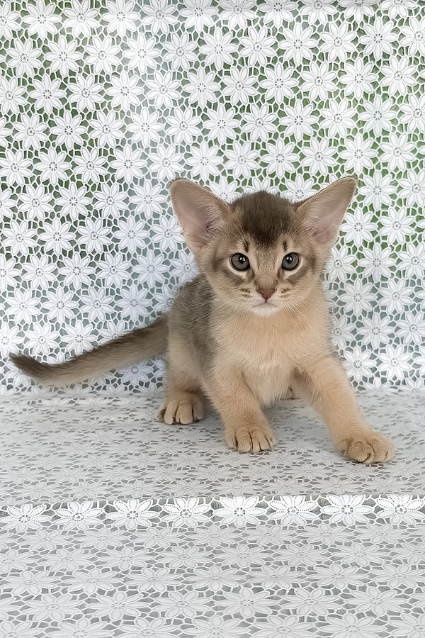 Hiron | Abyssinian Kitten