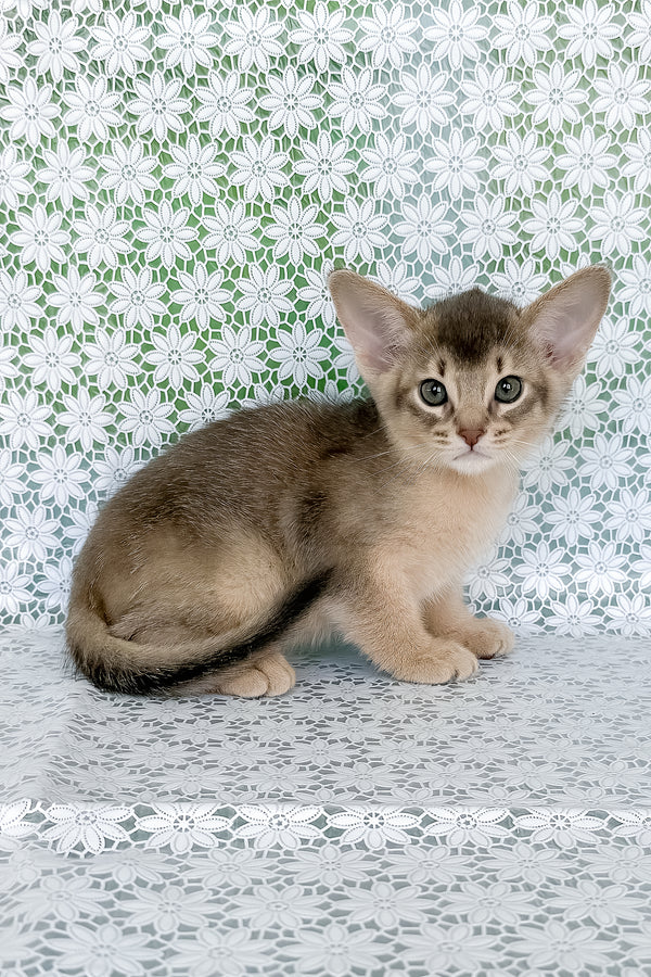 Hiron | Abyssinian Kitten