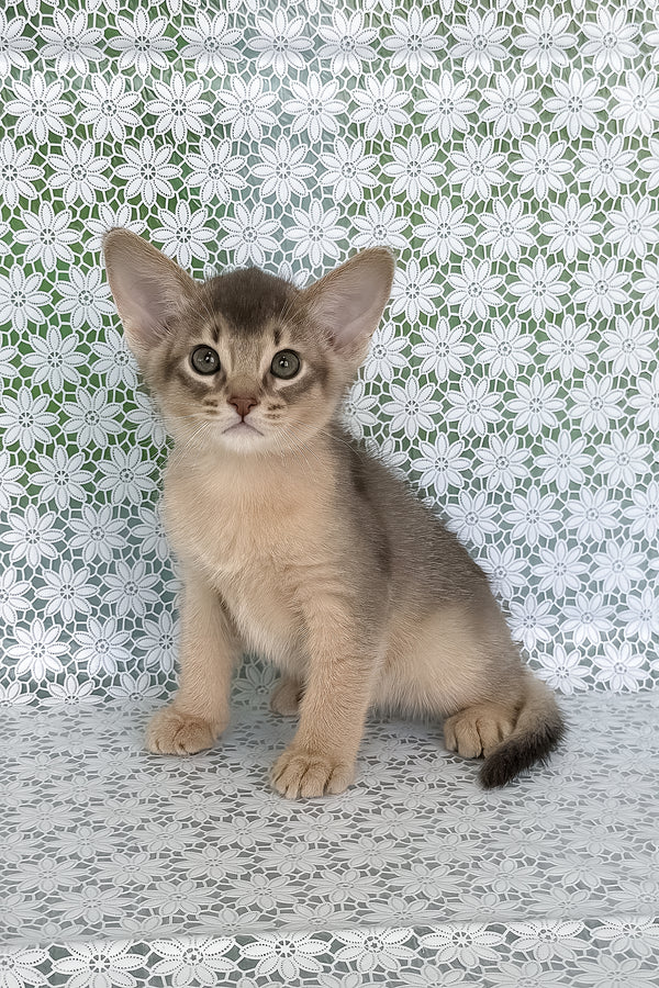 Hiron | Abyssinian Kitten