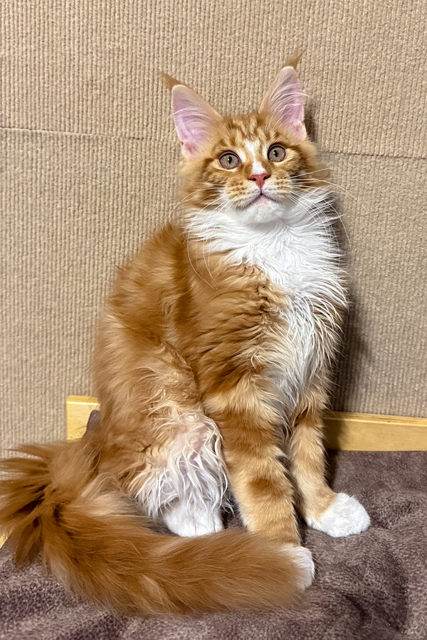 Hobbit | Maine Coon Kitten