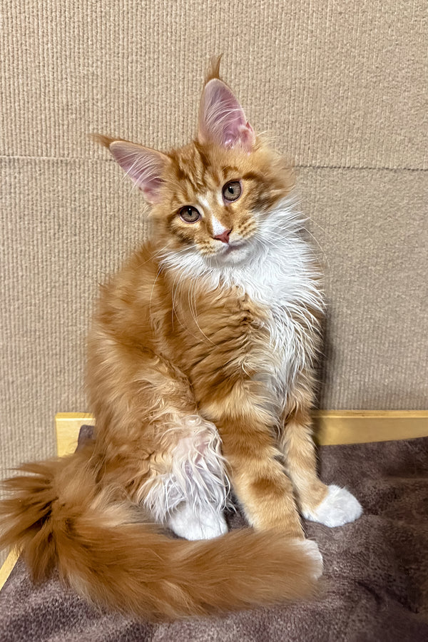 Hobbit | Maine Coon Kitten