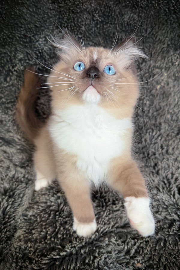 Hockney | Cherubim Ragdoll Kitten