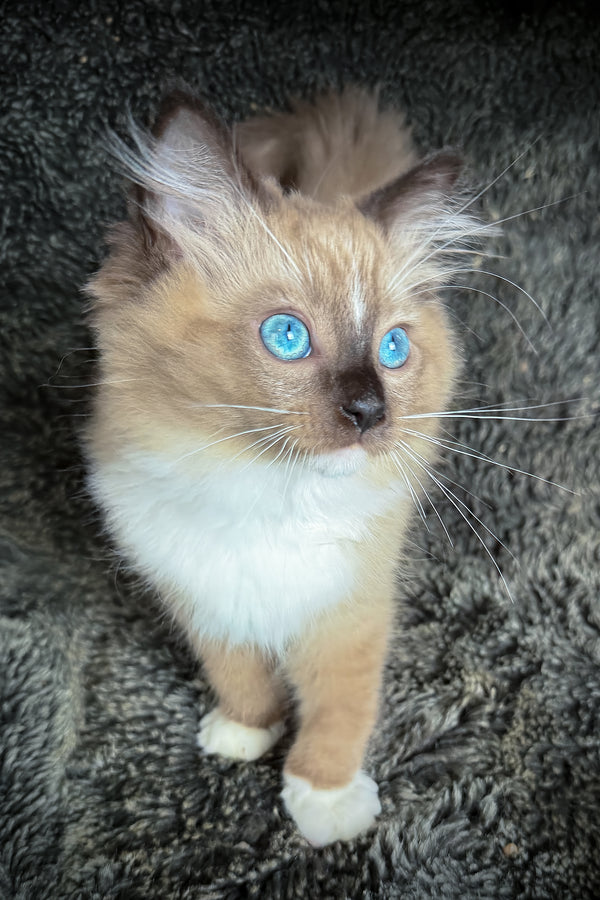 Hockney | Cherubim Ragdoll Kitten