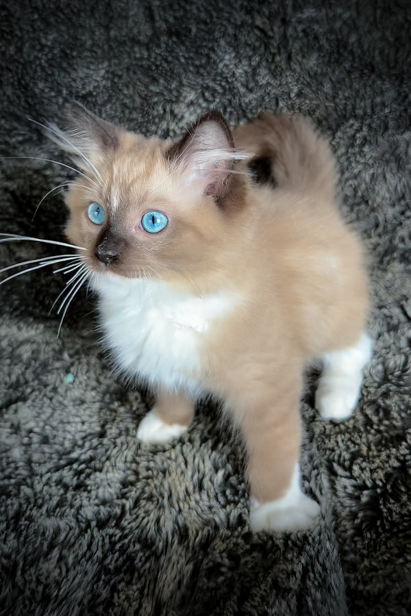 Hockney | Cherubim Ragdoll Kitten
