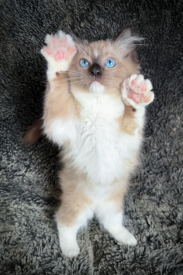 Hockney | Cherubim Ragdoll Kitten