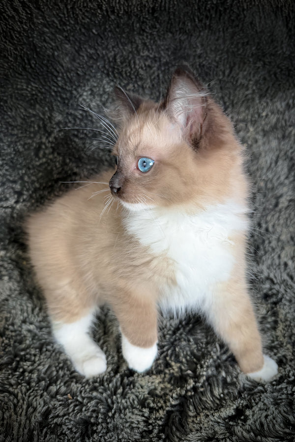 Hockney | Cherubim Ragdoll Kitten