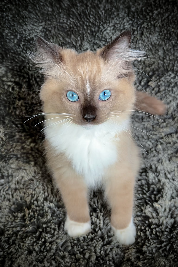 Hockney | Cherubim Ragdoll Kitten