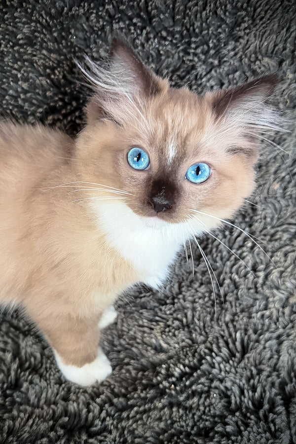 Hockney | Cherubim Ragdoll Kitten