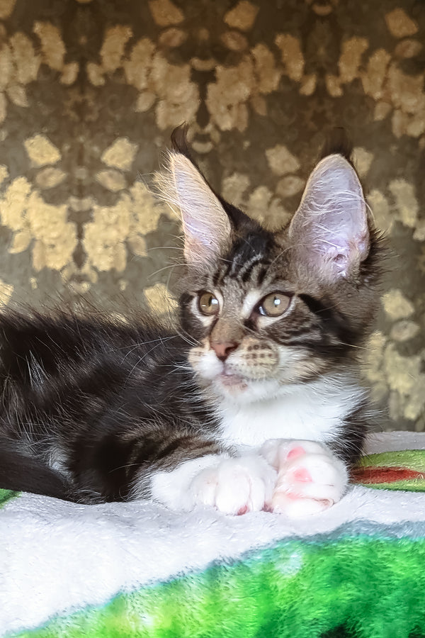 Holiday | Maine Coon Kitten