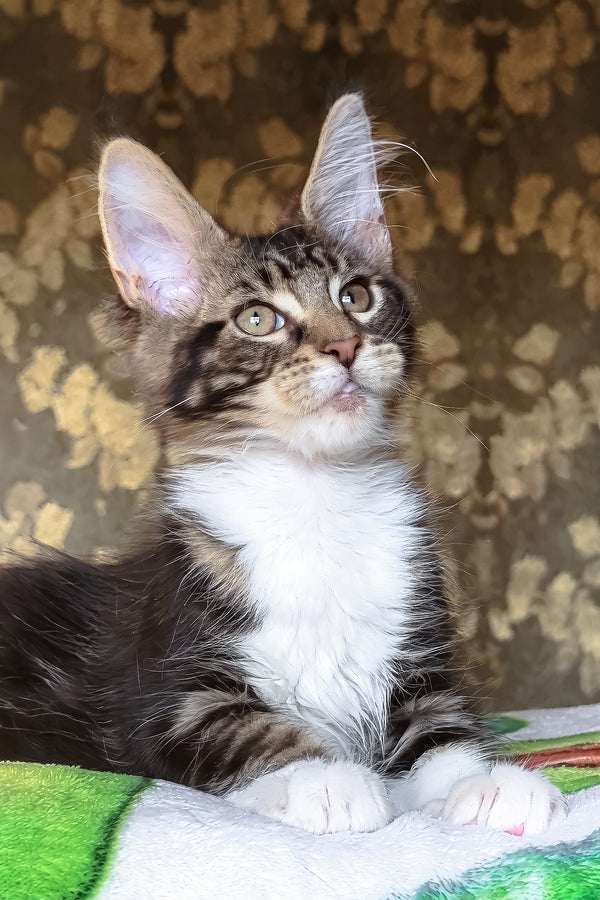 Holiday | Maine Coon Kitten