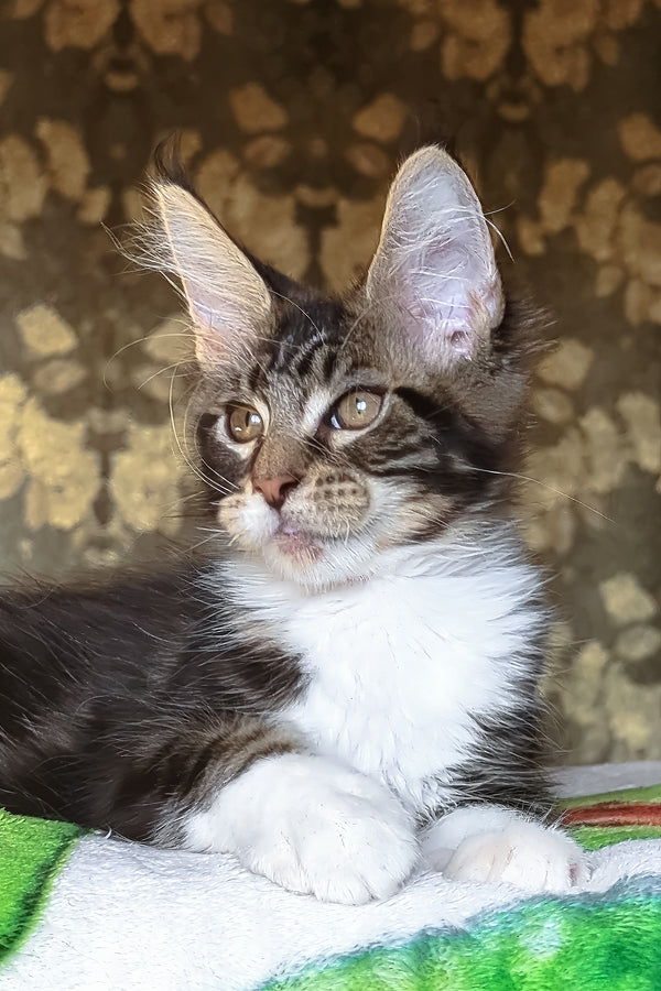 Holiday | Maine Coon Kitten