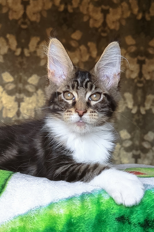 Holiday | Maine Coon Kitten
