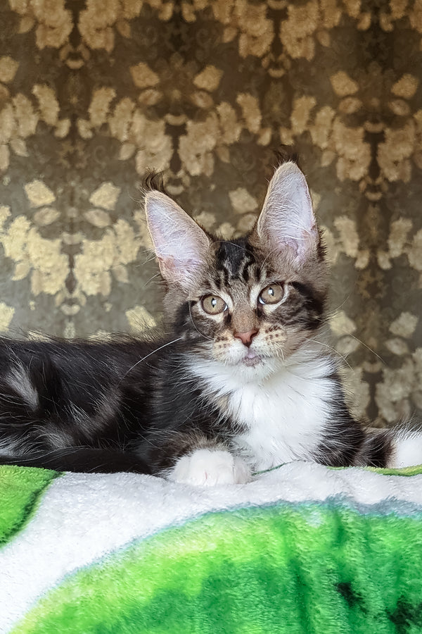 Holiday | Maine Coon Kitten
