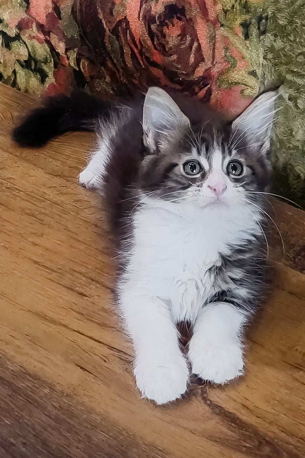 Holika | Maine Coon Kitten