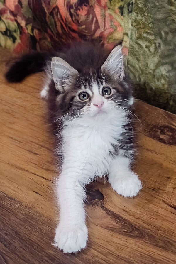 Holika | Maine Coon Kitten