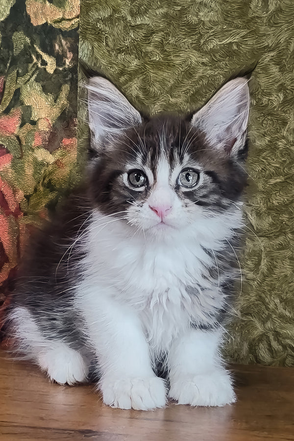 Holika | Maine Coon Kitten
