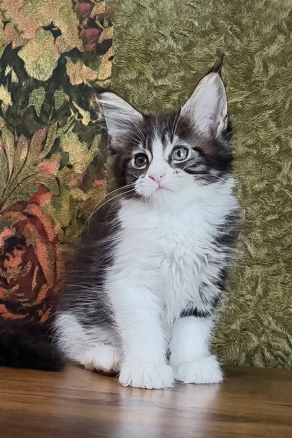 Holika | Maine Coon Kitten