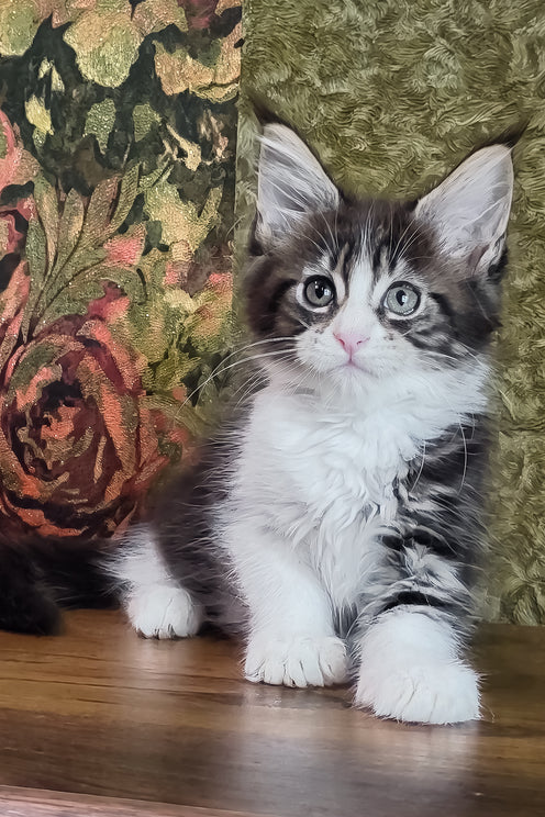 Holika | Maine Coon Kitten