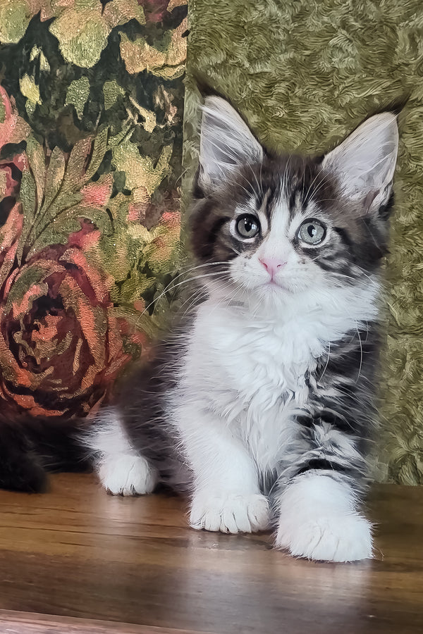 Holika | Maine Coon Kitten