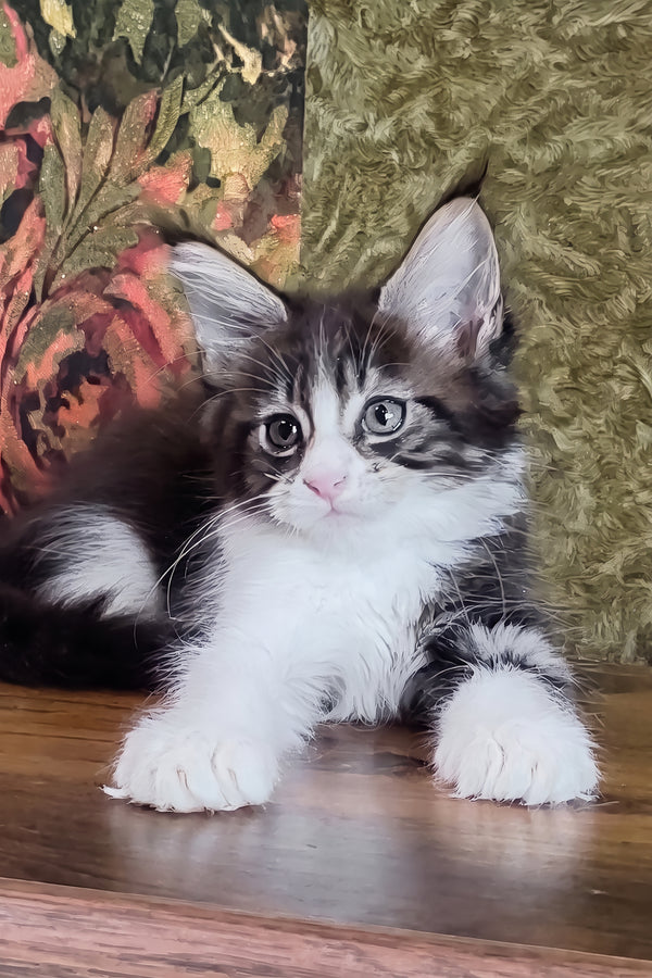 Holika | Maine Coon Kitten