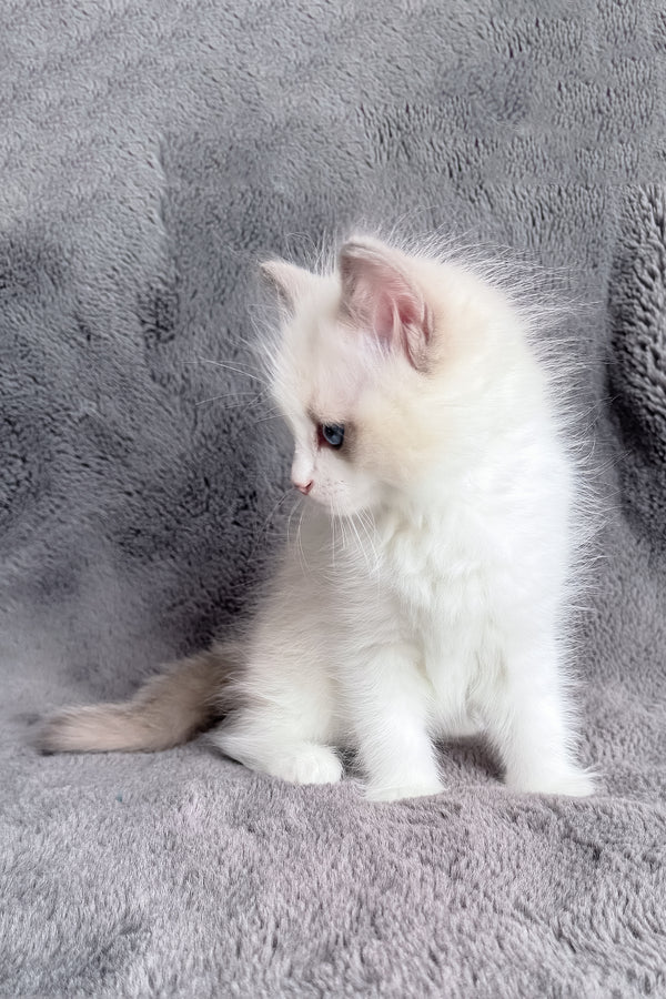 Honey | Ragdoll Kitten