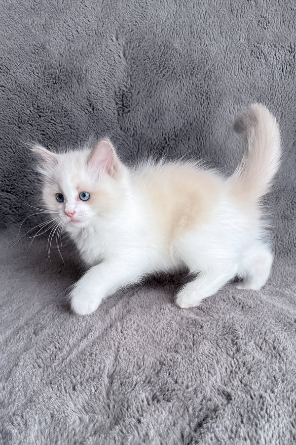 Honey | Ragdoll Kitten