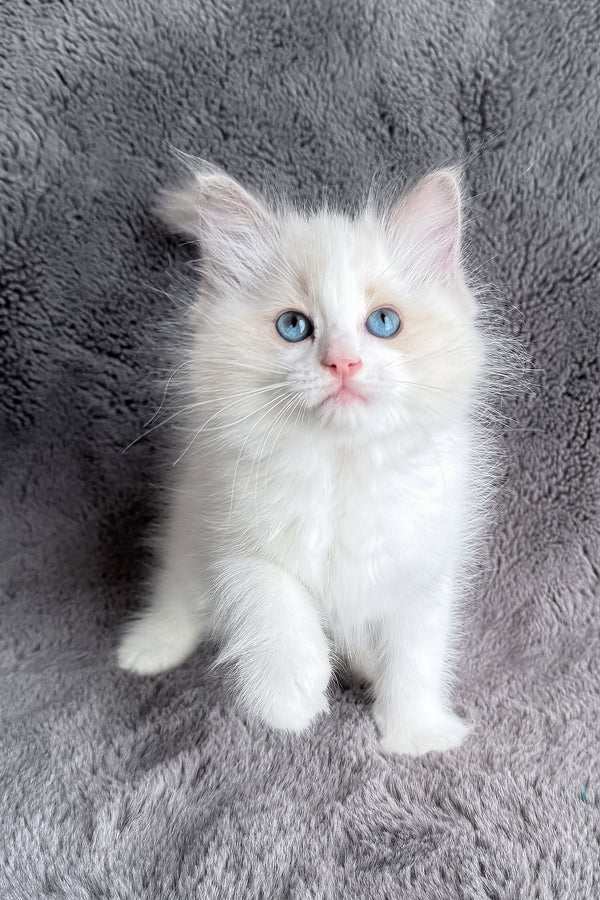 Honey | Ragdoll Kitten