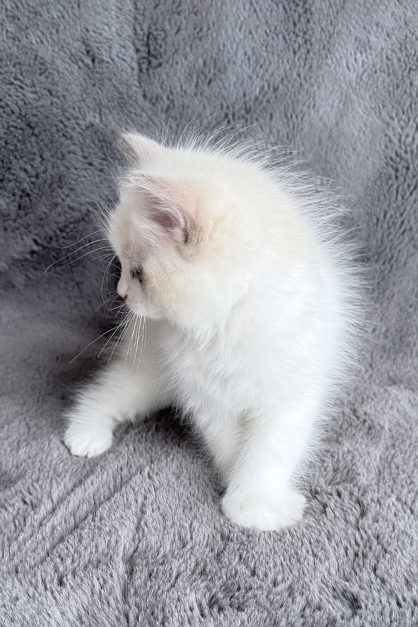 Honey | Ragdoll Kitten