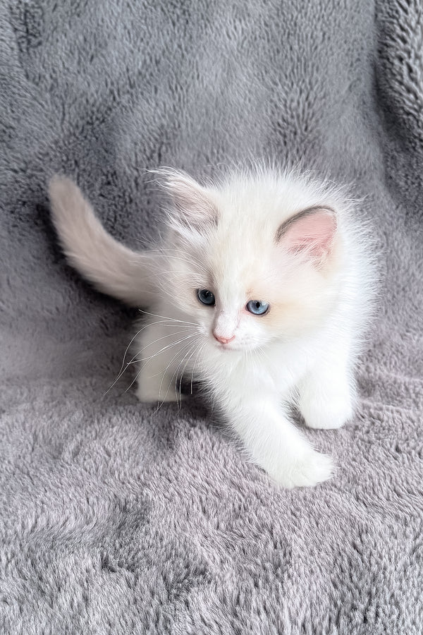 Honey | Ragdoll Kitten