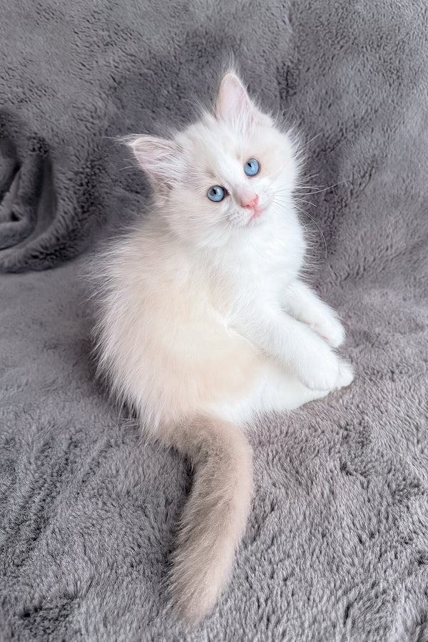 Honey | Ragdoll Kitten