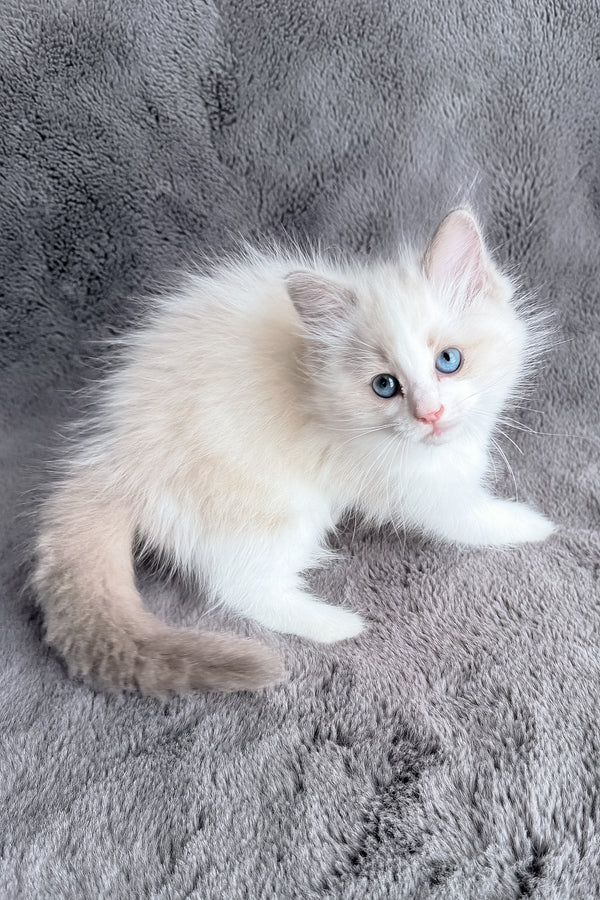 Honey | Ragdoll Kitten