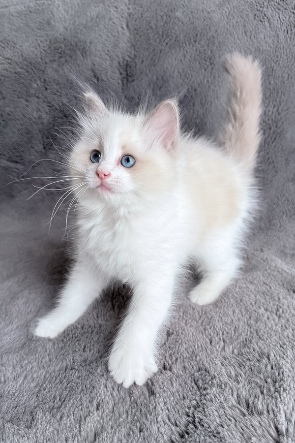 Honey | Ragdoll Kitten
