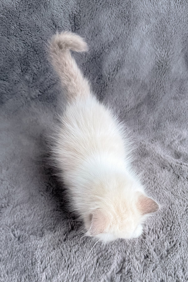 Honey | Ragdoll Kitten