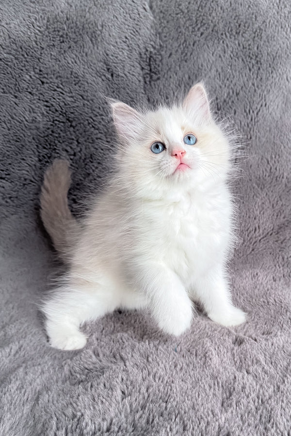 Honey | Ragdoll Kitten