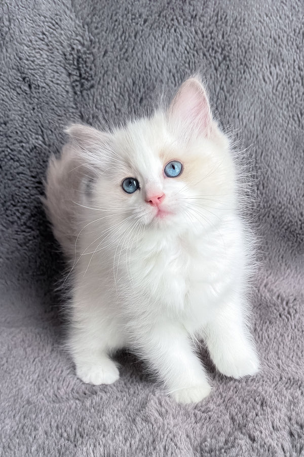 Honey | Ragdoll Kitten