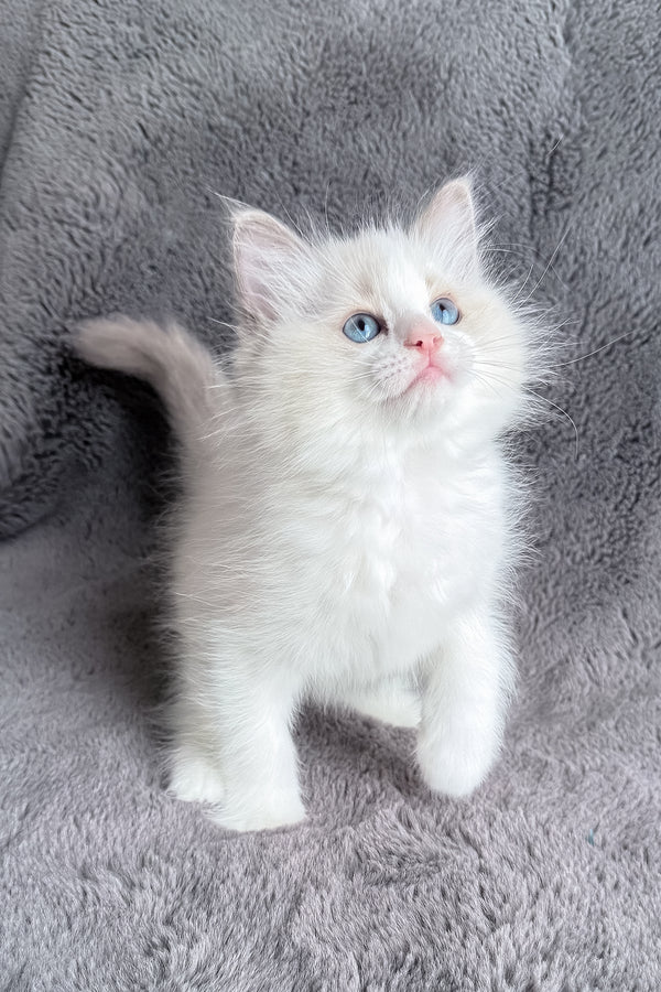 Honey | Ragdoll Kitten
