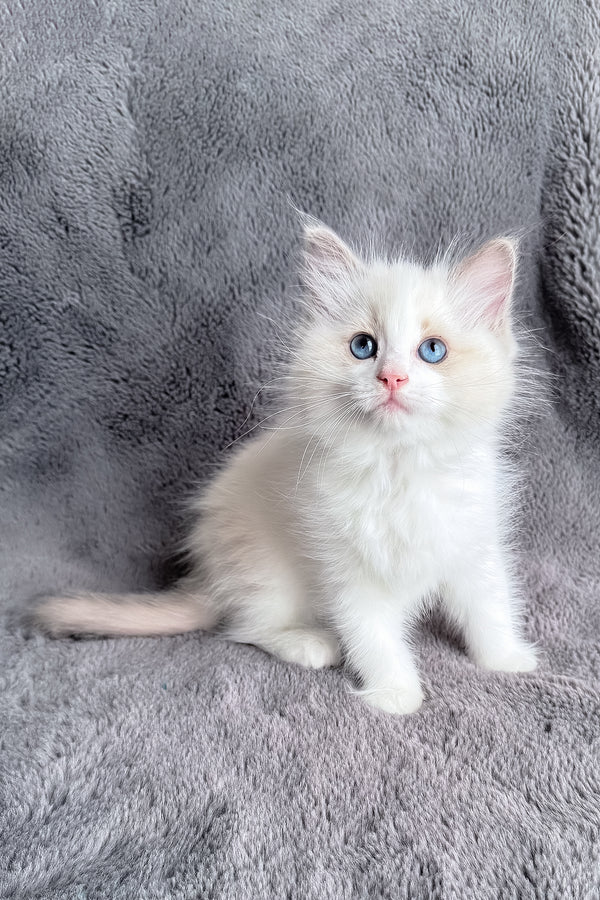 Honey | Ragdoll Kitten