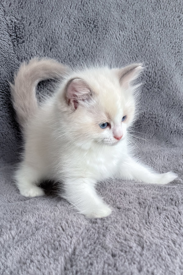 Honey | Ragdoll Kitten