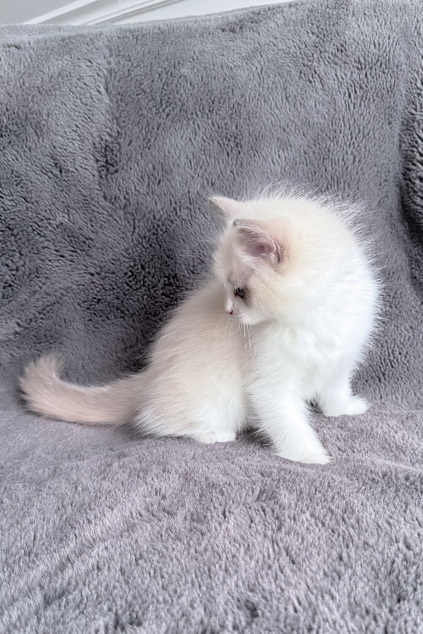 Honey | Ragdoll Kitten