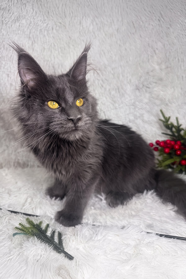 Honey | Polydactyl Maine Coon Kitten