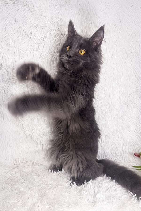 Honey | Polydactyl Maine Coon Kitten