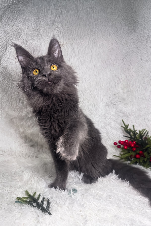 Honey | Polydactyl Maine Coon Kitten