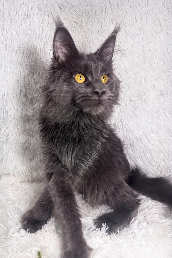 Honey | Polydactyl Maine Coon Kitten