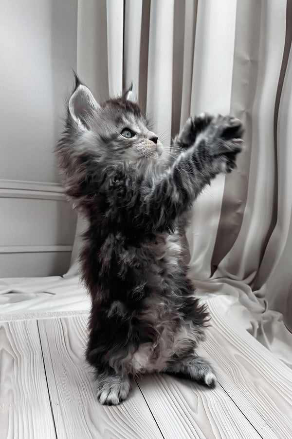 Hawk | Maine Coon Kitten